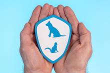 Kies voor een huisdierenverzekering en voorkom onverwachte dierenartskosten